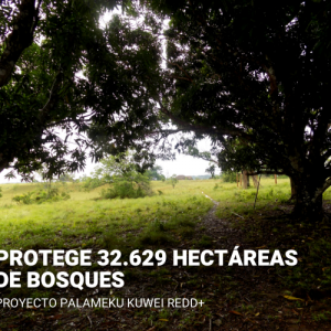 Compensación por impuesto al carbono - Proyecto PALAMEKU KUWEI REDD+